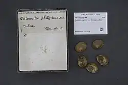 Caldwellia philyrina (Morelet, 1851).