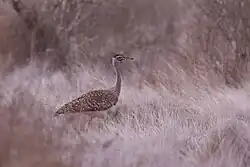 Female Heuglin's Bustard in grasses