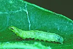 A green caterpillar upside down on a dark green leaf with lighter colored veins, against a black background.