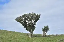 Two trees on a grassy hill