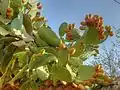 Prickly pear plants in Turkey. The leaves of mature plants are green, while sprouting ones are yellow-orange.