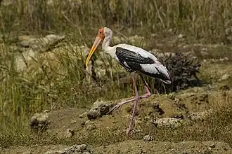 Painted Stork at Jamnagar, India