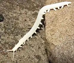 Peripatopsis alba, a velvet worm species with 18 leg pairs