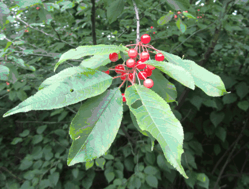 Foliage and fruit