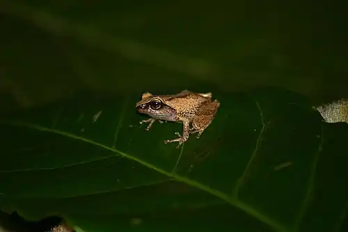 Lateral view