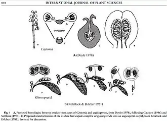 Fig. 5 Diagram comparing ovulate structures in Caytoniales, Glossopteridales, and Angiospermae. The upper illustrations show Caytoniales as angiosperm ancestors,[8] and the lower illustrations show glossopterid ancestors.[14]