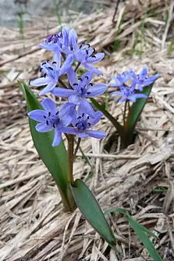 Two-leaf squill near the Batteriekopf.
