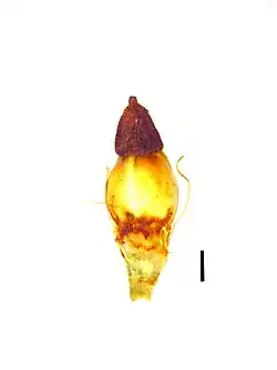 Nutlet (black scale bar represents 1 mm)