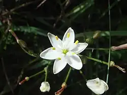 Kerry lily