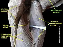 Teres major muscle