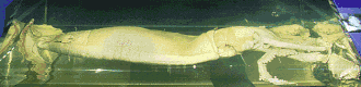 #240 (?/2/1980), The Plum Island specimen as it appeared when exhibited at the National Museum of Natural History in Washington, D.C.