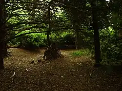Image of trees within a wooded area.