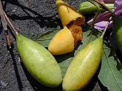 Banana passionfruit, Passiflora tarminiana