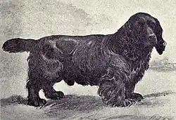A black and white photo of a dark low dog facing the camera sideways on.