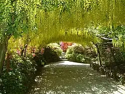 The Laburnum Arch at Bodnant Garden