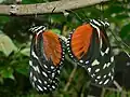 Tiger Longwings (Heliconius hecale zuleika) mating