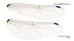 Female wings