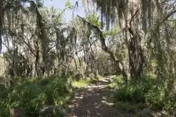 Trees draped with Spanish moss, Santa Ana NWR