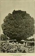 Photo captioned 'Umbraculifera' but possibly 'Androssowii', Bukhara, Uzbekistan (c.1910)