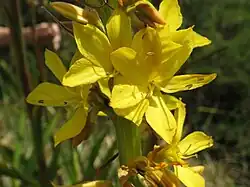 W. thyrsiflora flower