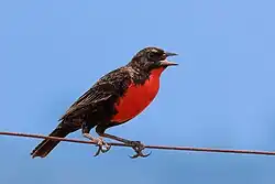 White-browed meadowlark