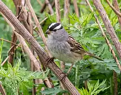 White-crowned sparrow