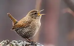 A winter wren calling while standing on top of a wooden surface