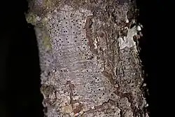 Scribble on tree left by larva