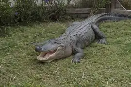 American alligator (Alligator mississippiensis)